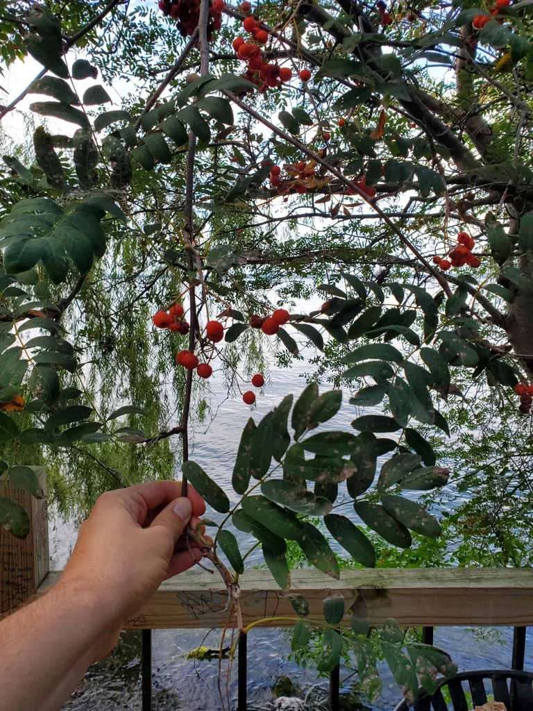 Sorbus Aucuparia