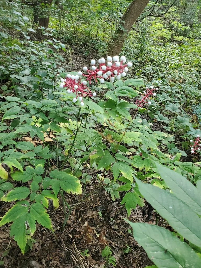 Actaea Pachypoda