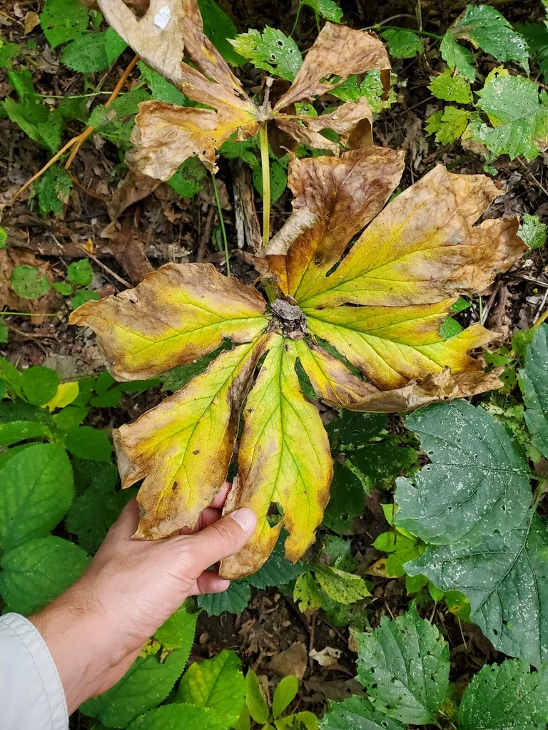 Podophyllum Peltatum