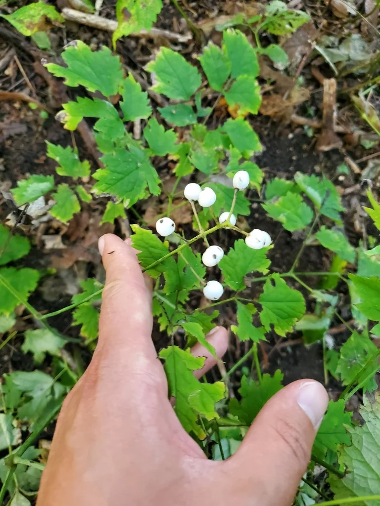 Actaea Rubra