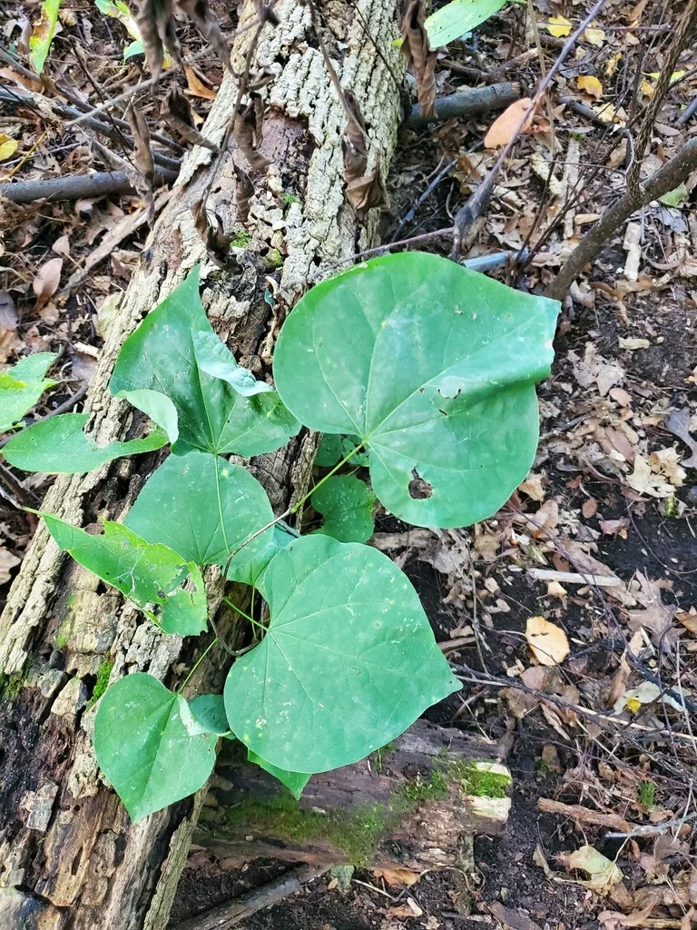 Cercis Canadensis