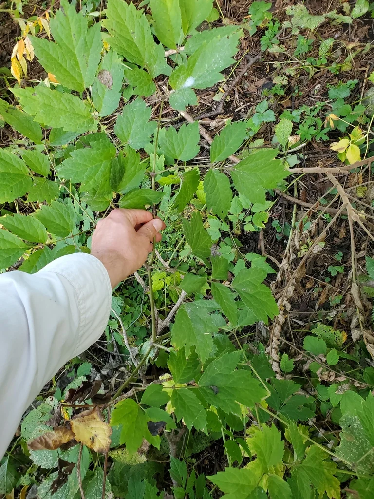 Actaea Racemosa
