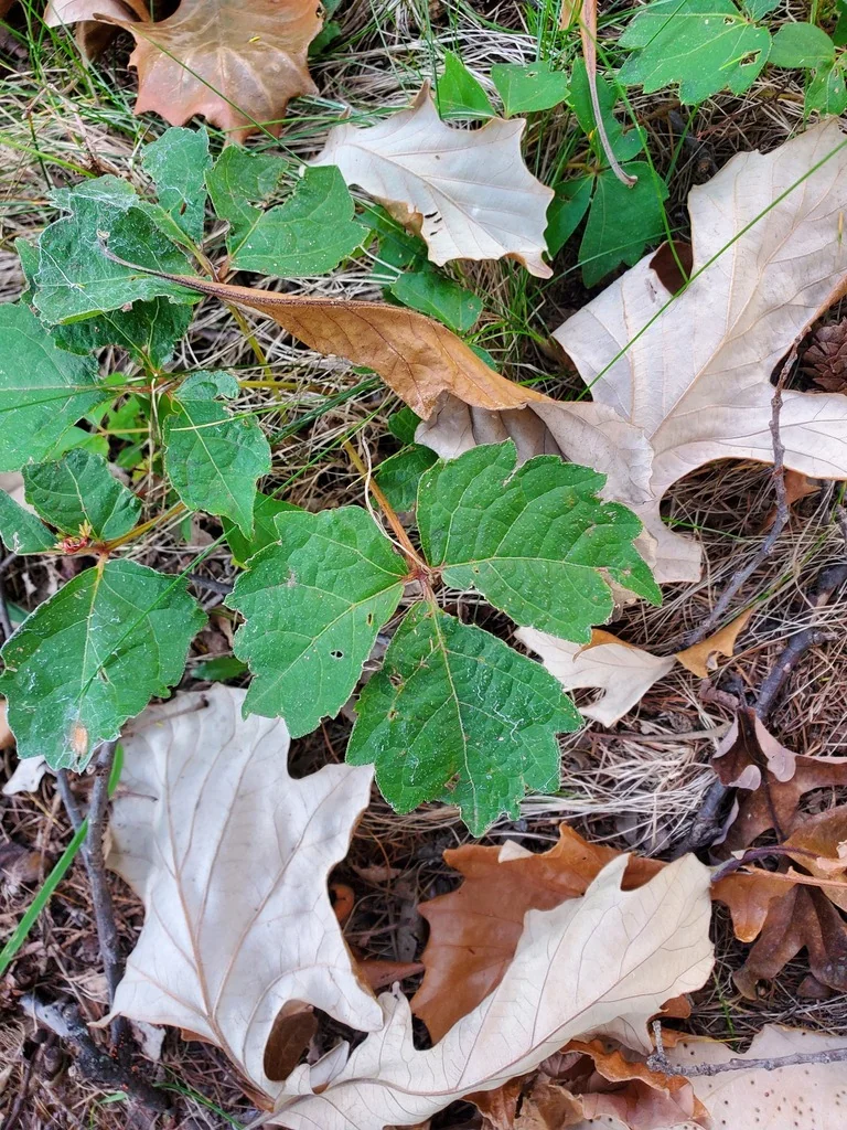 Parthenocissus Tricuspidata
