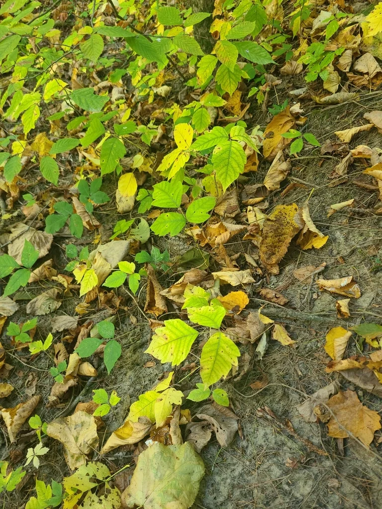 Toxicodendron Radicans