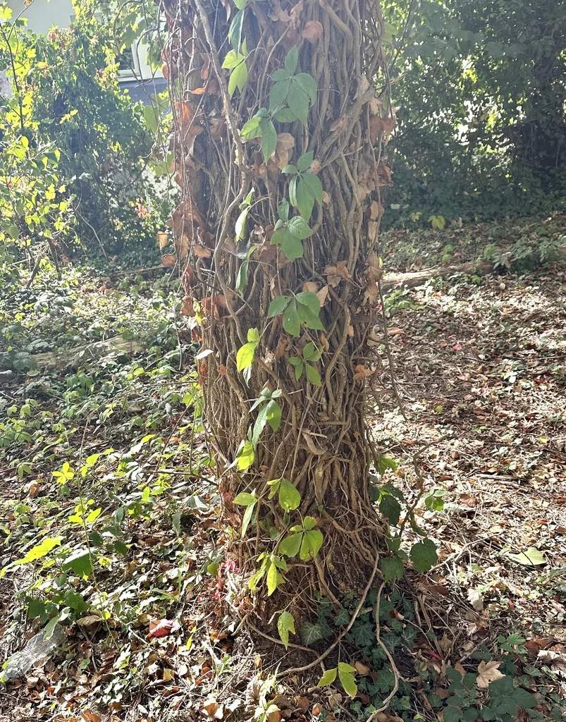 Parthenocissus Quinquefolia