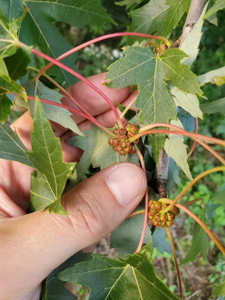 Acer Saccharinum