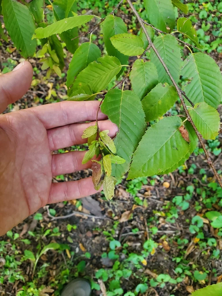 Carpinus Caroliniana