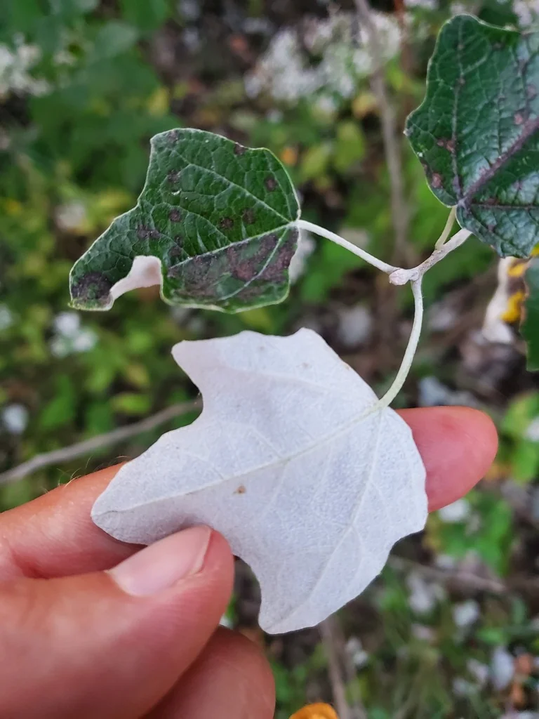 Populus Alba