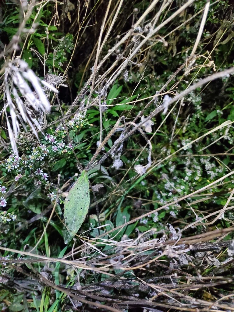 Rudbeckia Hirta