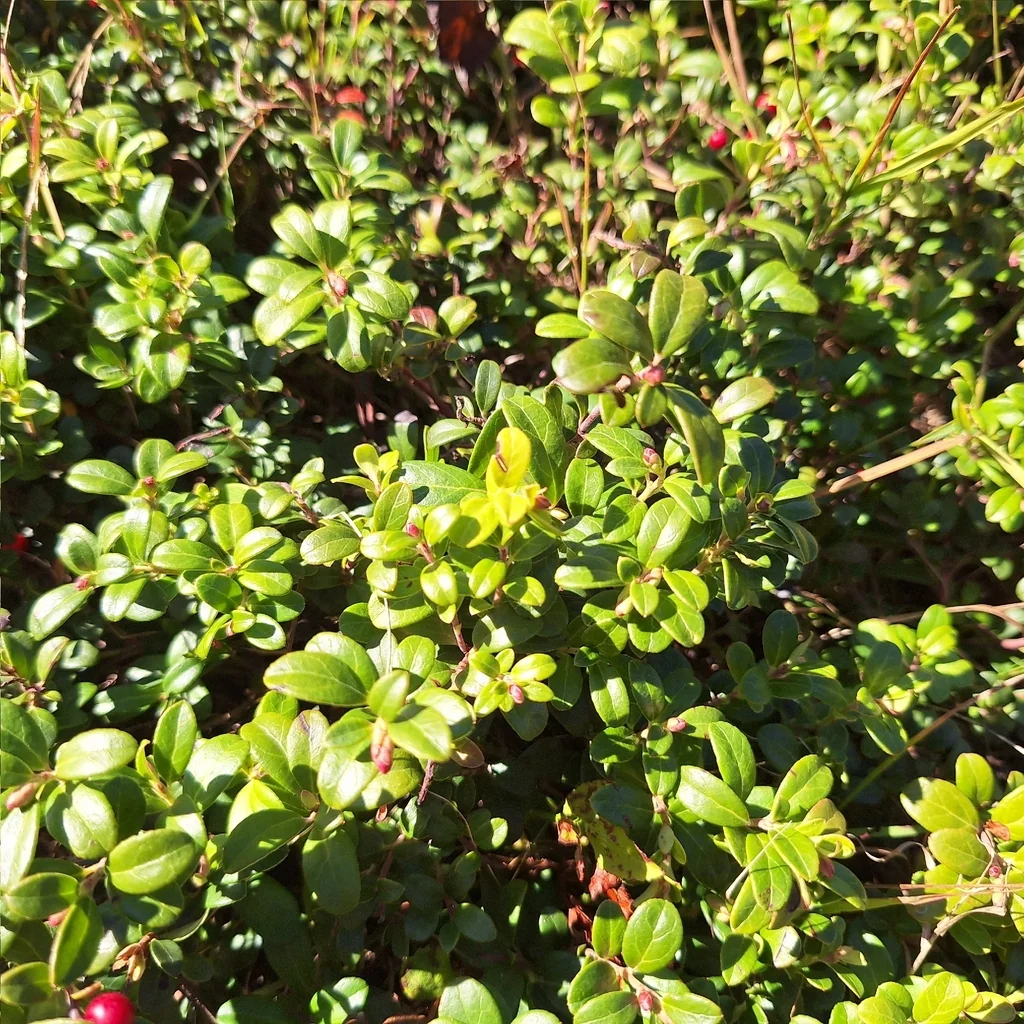Vaccinium Vitis-Idaea