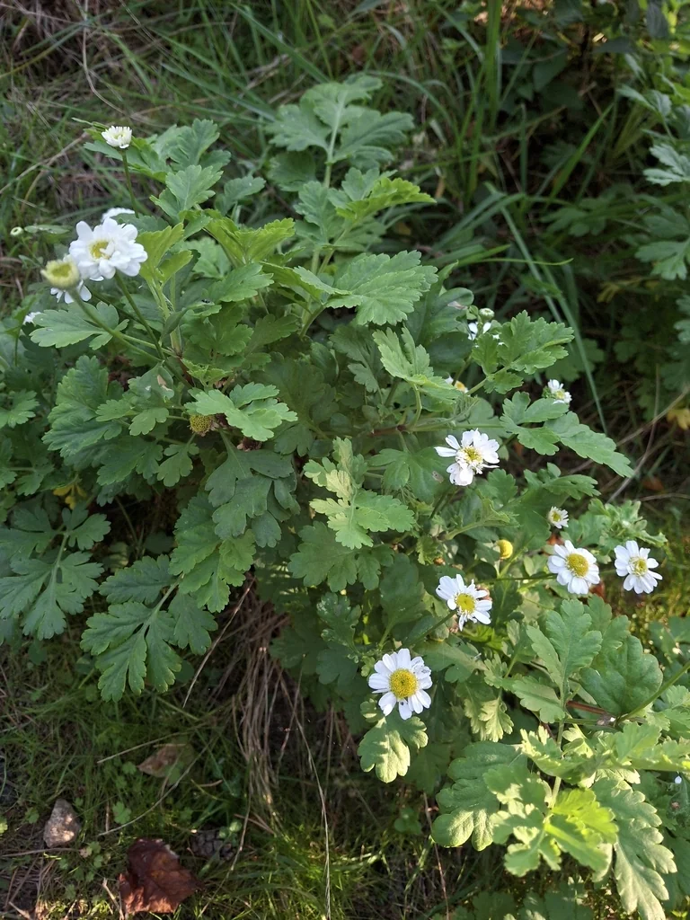 Tanacetum Parthenium