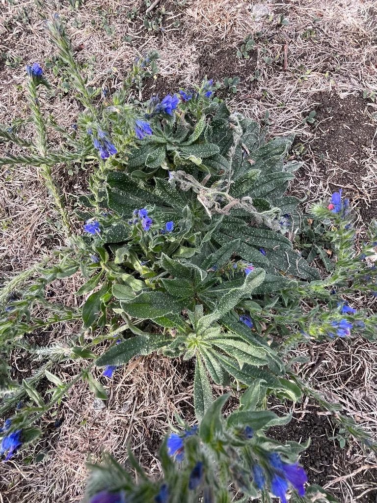 Echium Vulgare