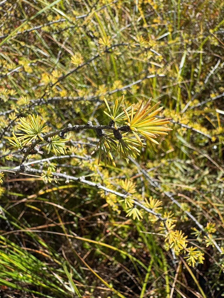 Larix Laricina