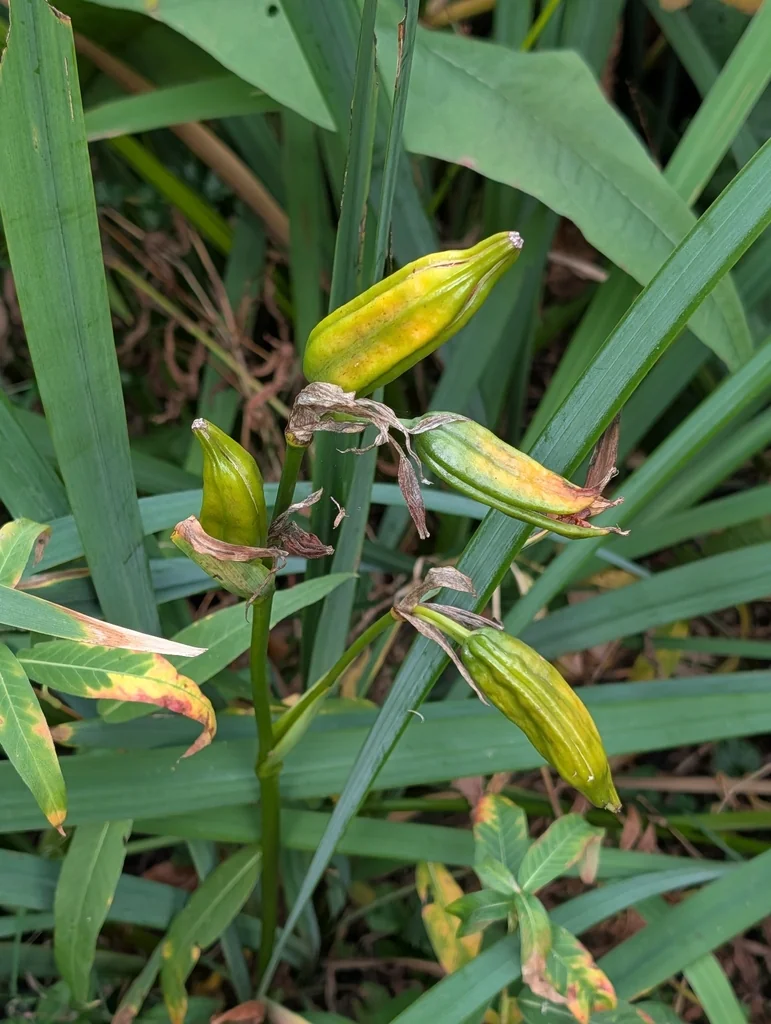 Iris Pseudacorus
