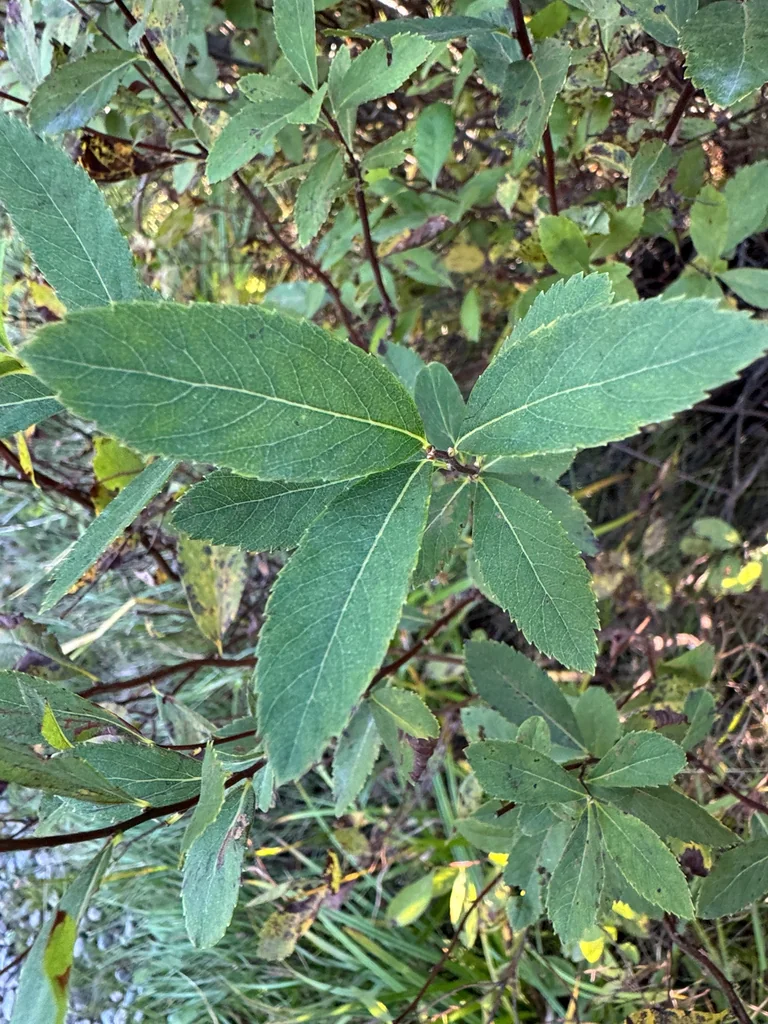 Spiraea Alba