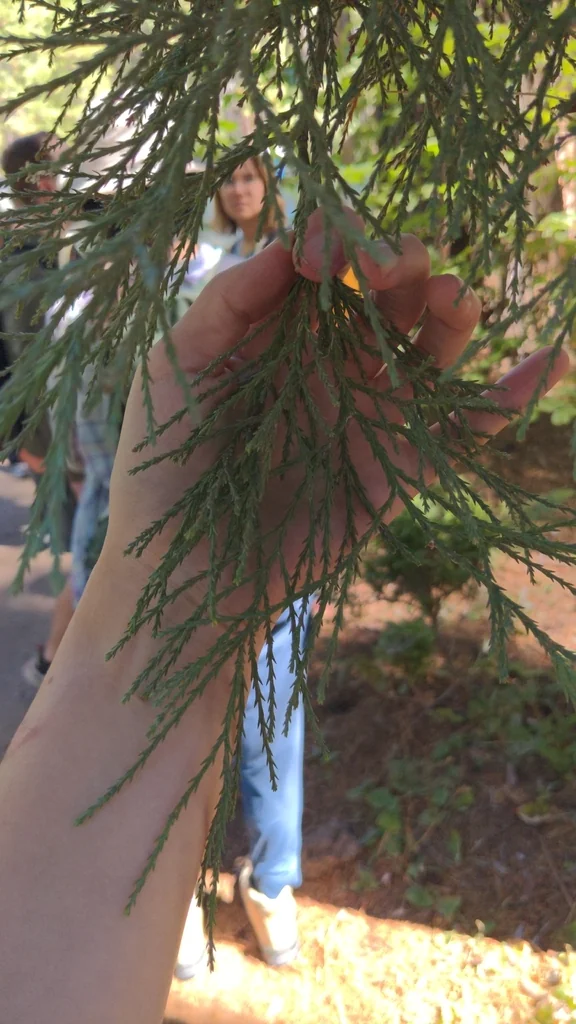 Sequoiadendron Giganteum