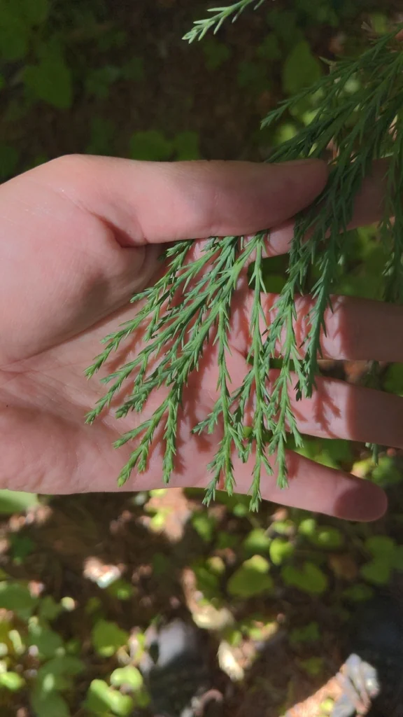 Sequoiadendron Giganteum