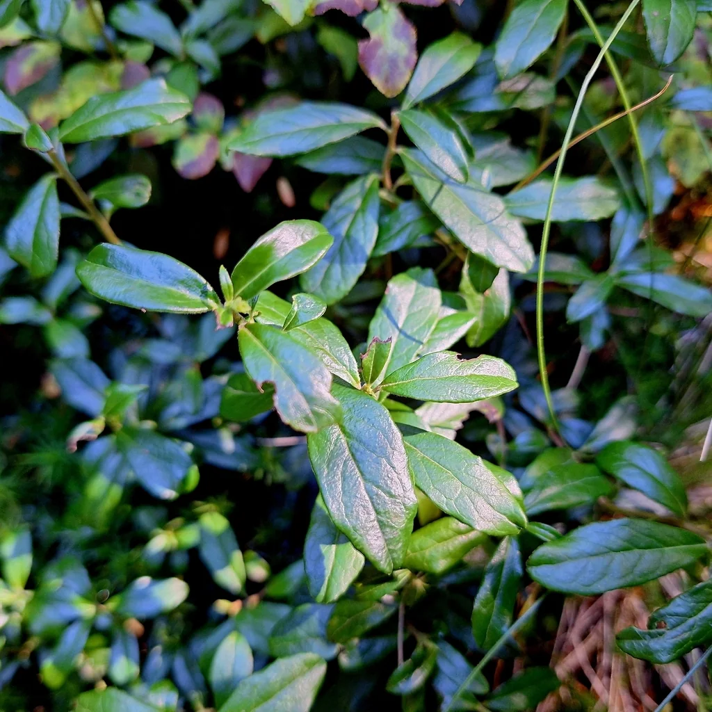 Vaccinium Vitis-Idaea