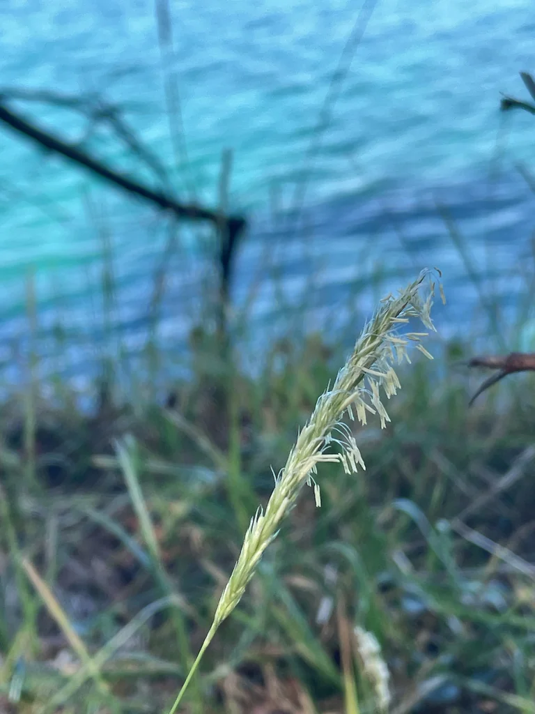 Sesleria autumnalis