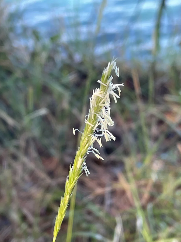 Sesleria autumnalis