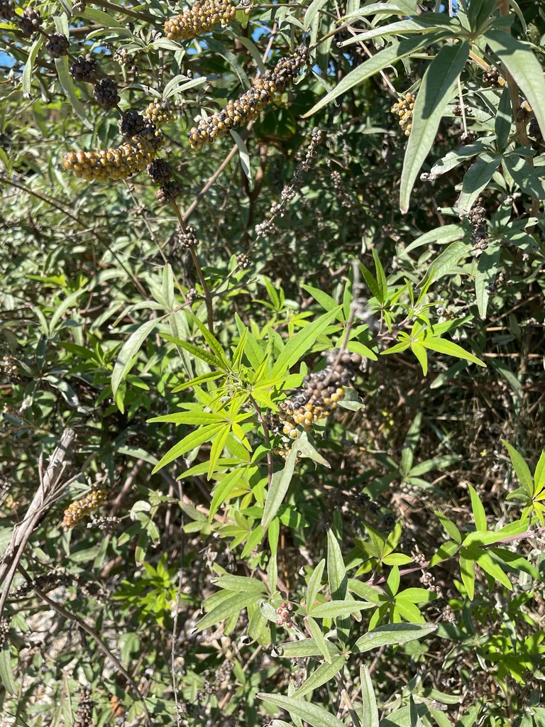 Vitex Agnus-Castus