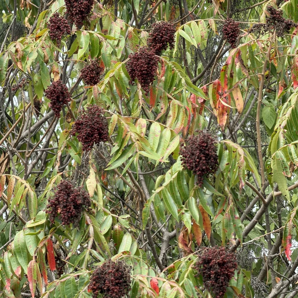 Rhus Copallina