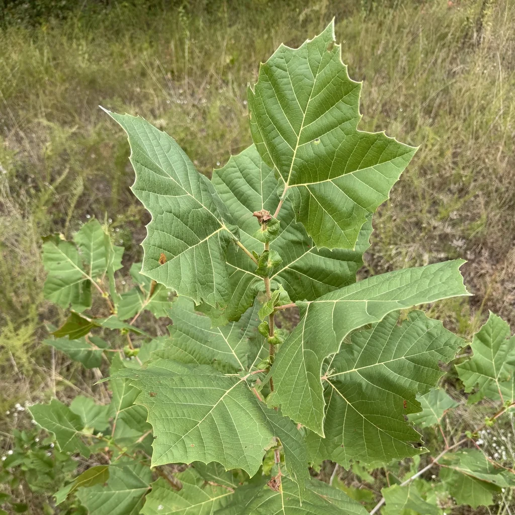 Platanus Occidentalis