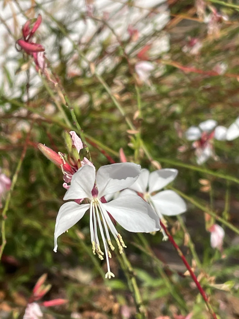 Oenothera lindheimeri