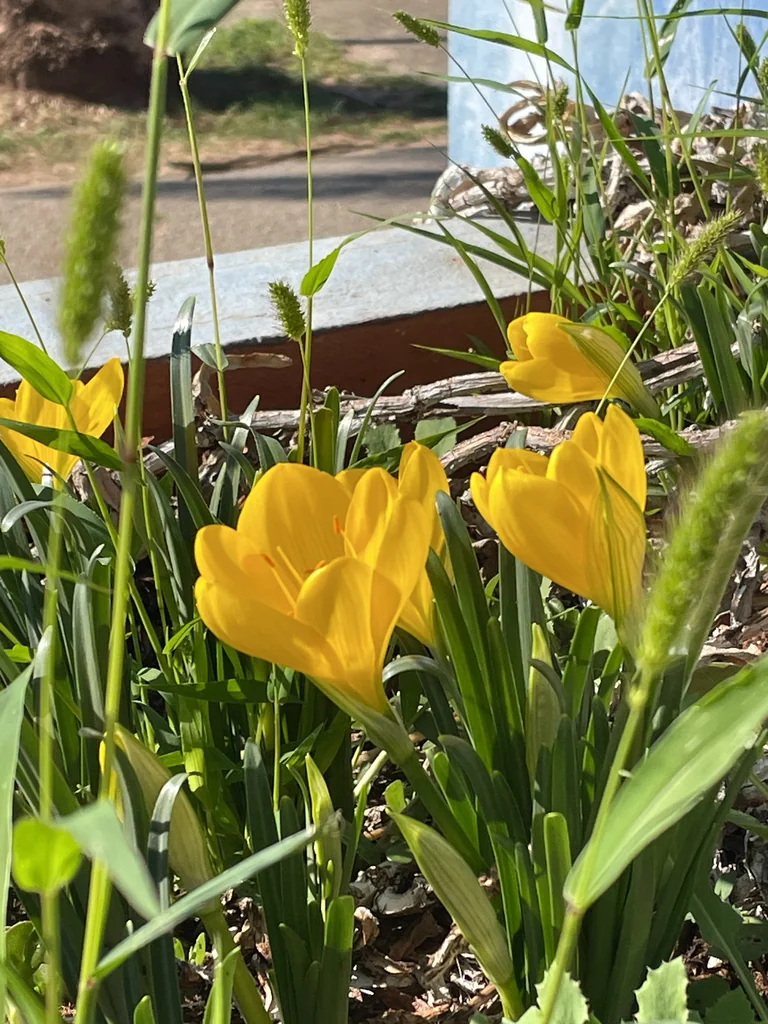 Sternbergia lutea