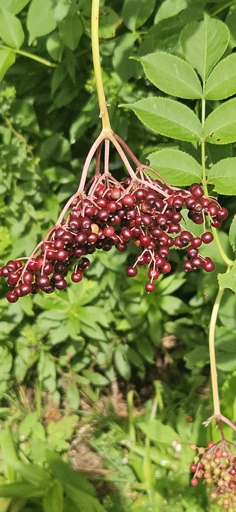 Sambucus Canadensis