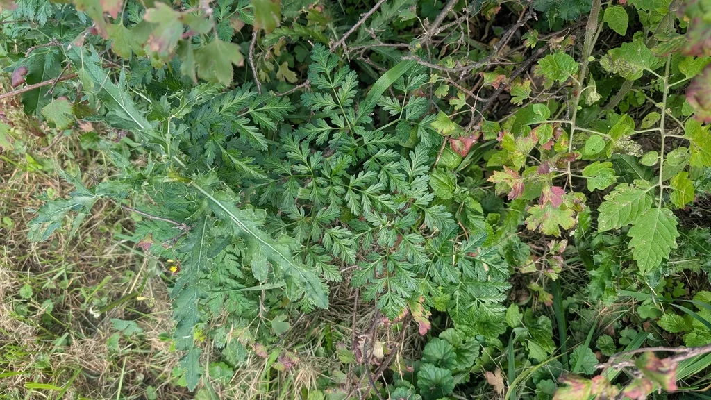 Solanum lycopersicum