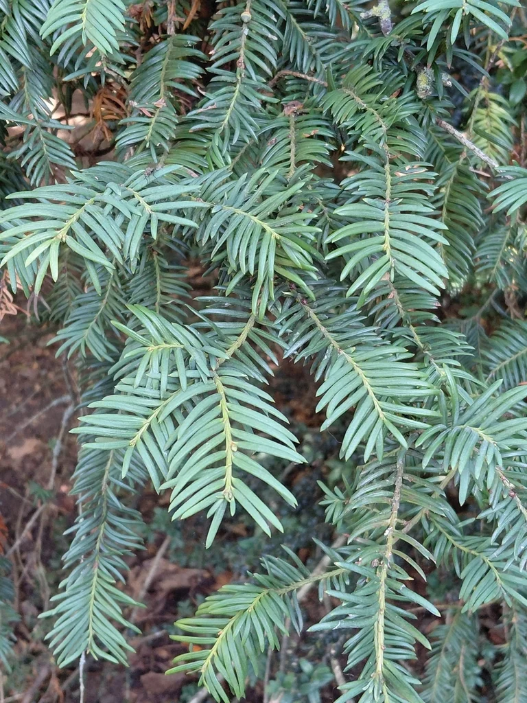 Taxus Baccata