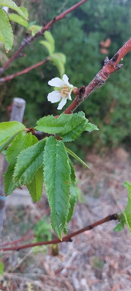 Prunus Persica