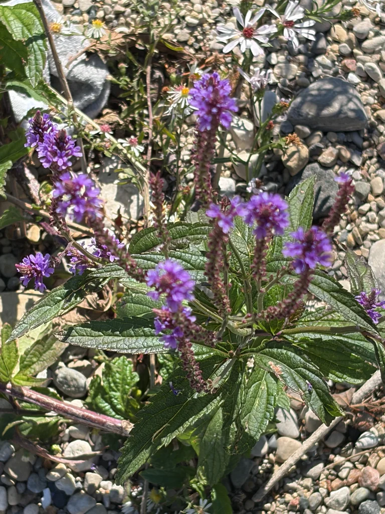 Verbena Hastata