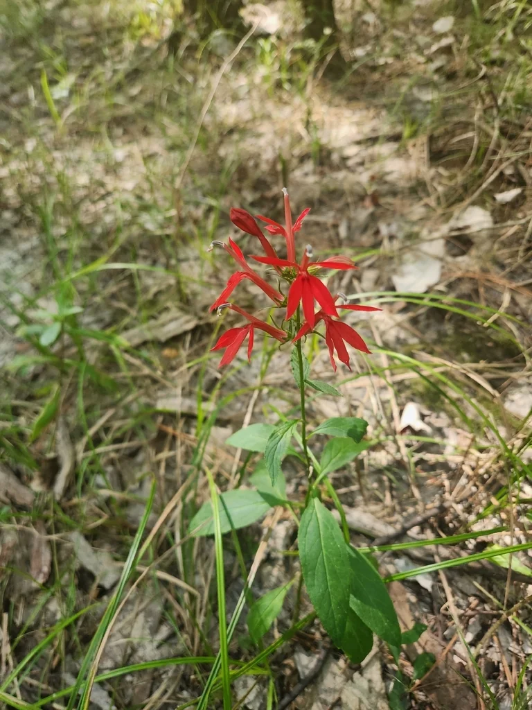 Lobelia Cardinalis