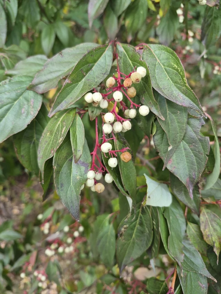 Cornus stolonifera