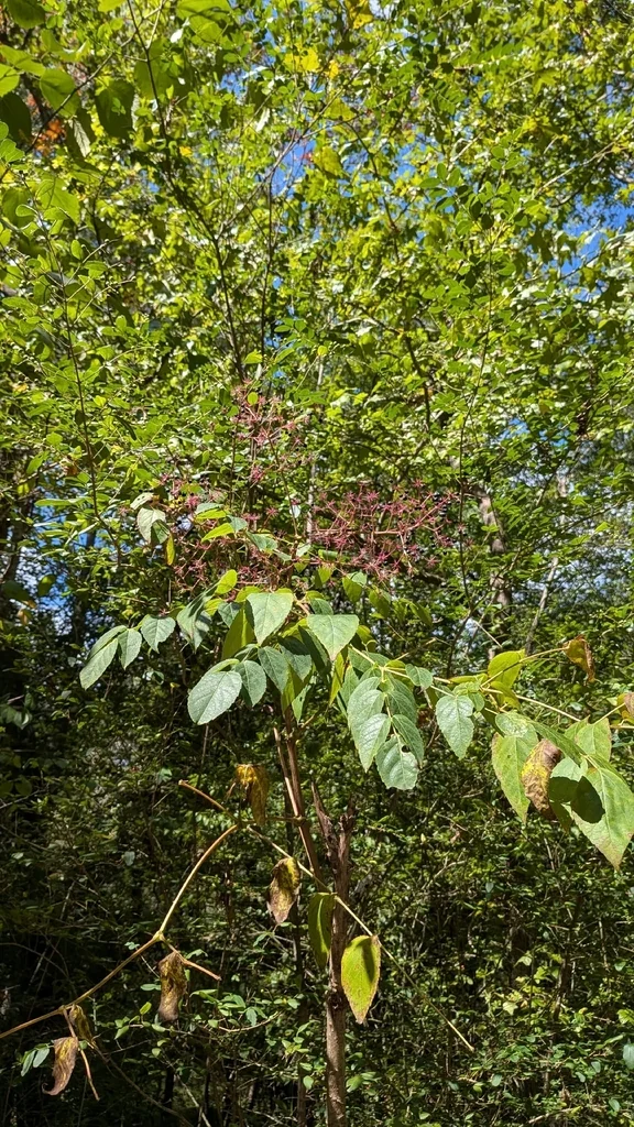 Aralia Spinosa