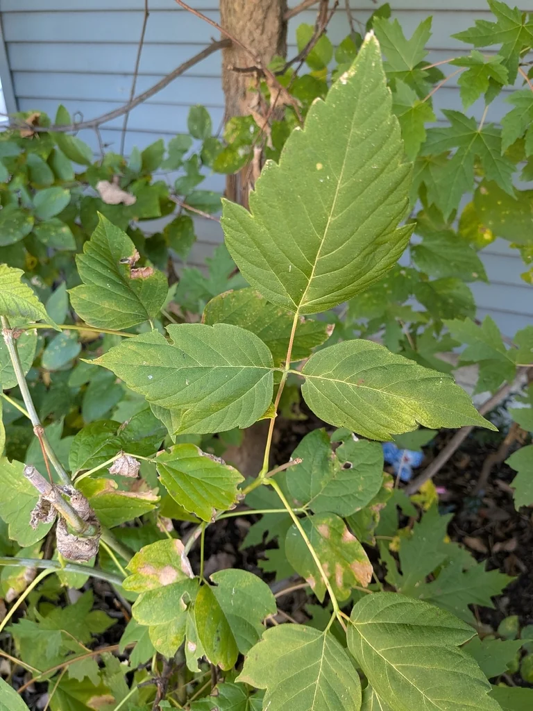 Acer Negundo