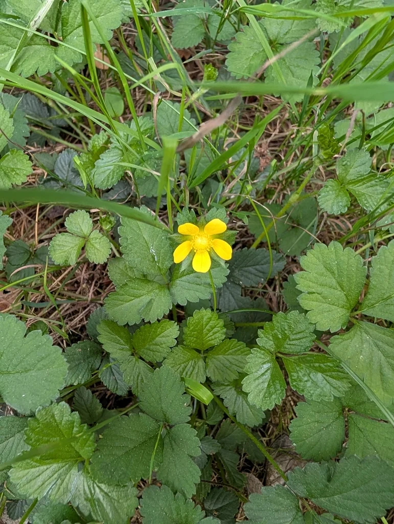 Duchesnea Indica