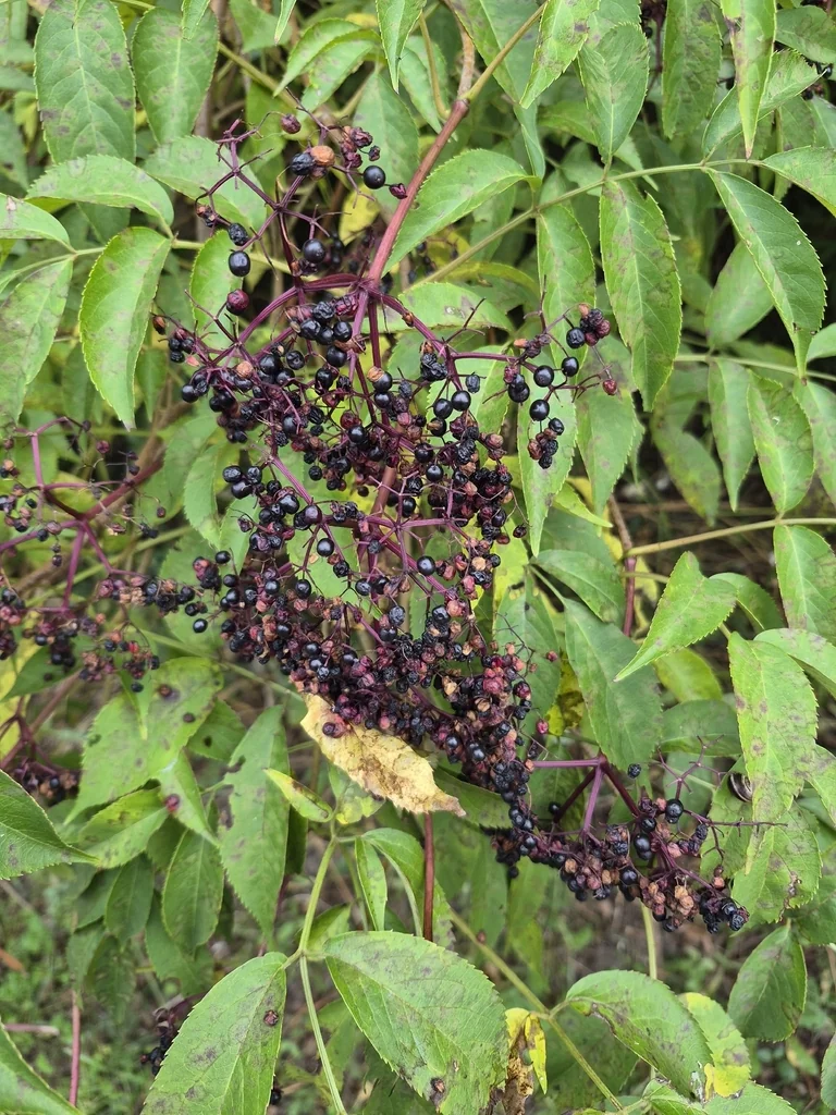 Sambucus Canadensis