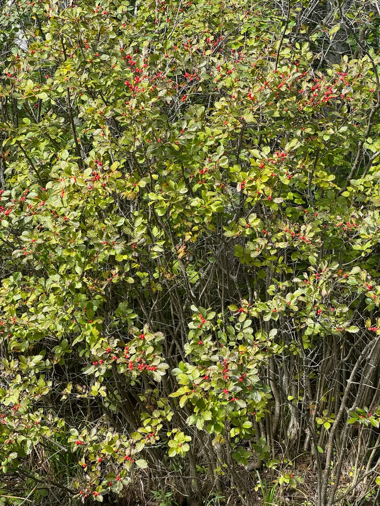 Ilex verticillata