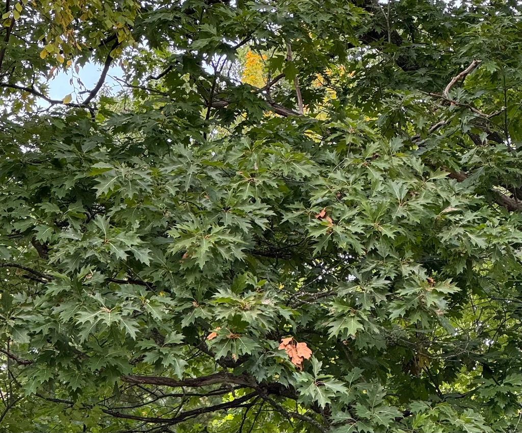 Quercus Shumardii