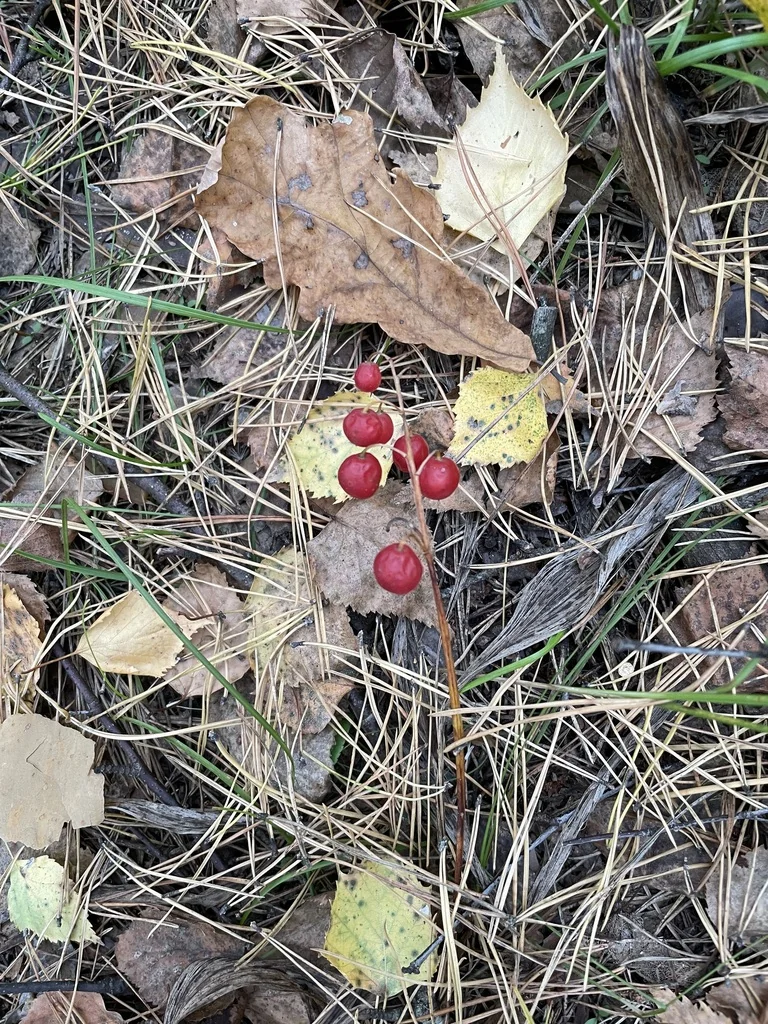 Convallaria Majalis
