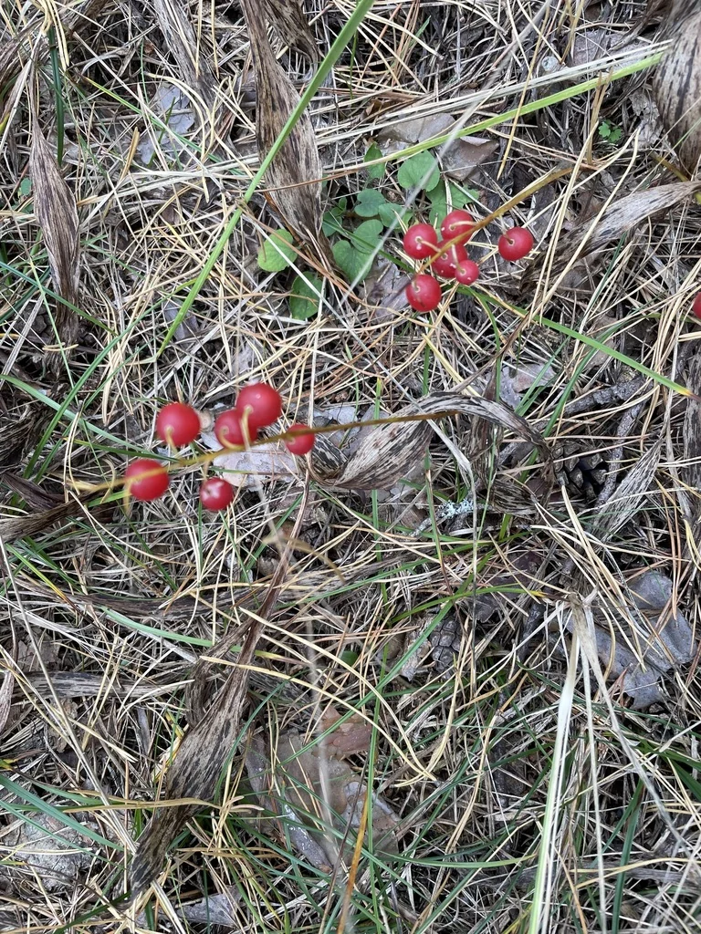 Convallaria Majalis
