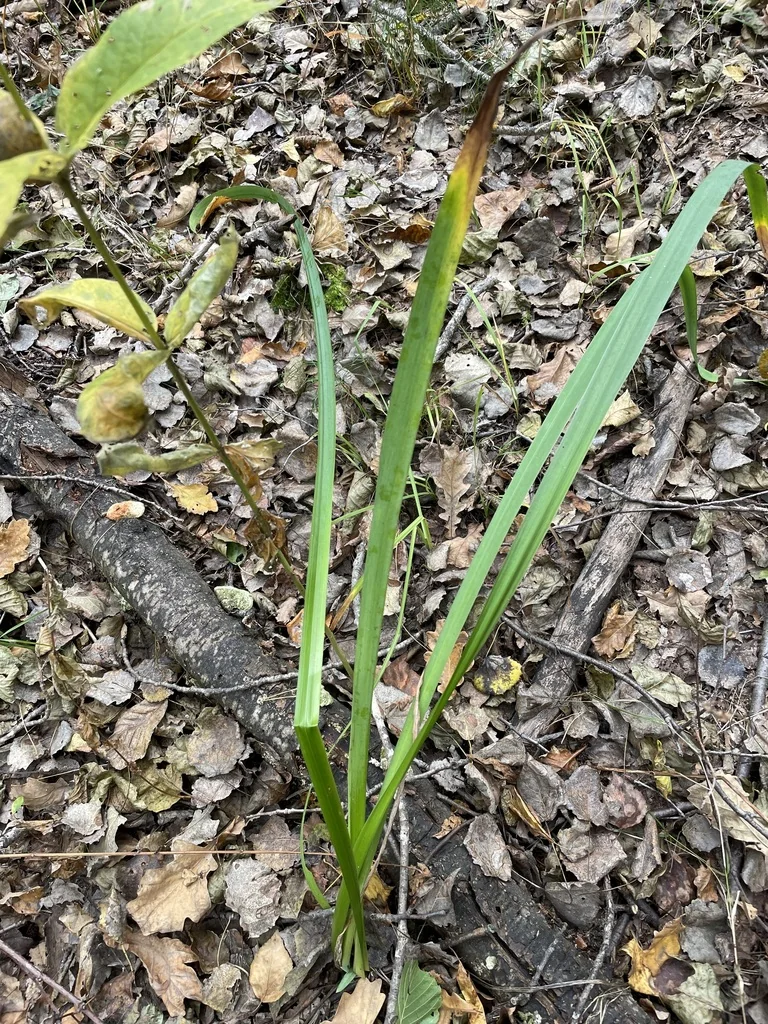 Iris Pseudacorus