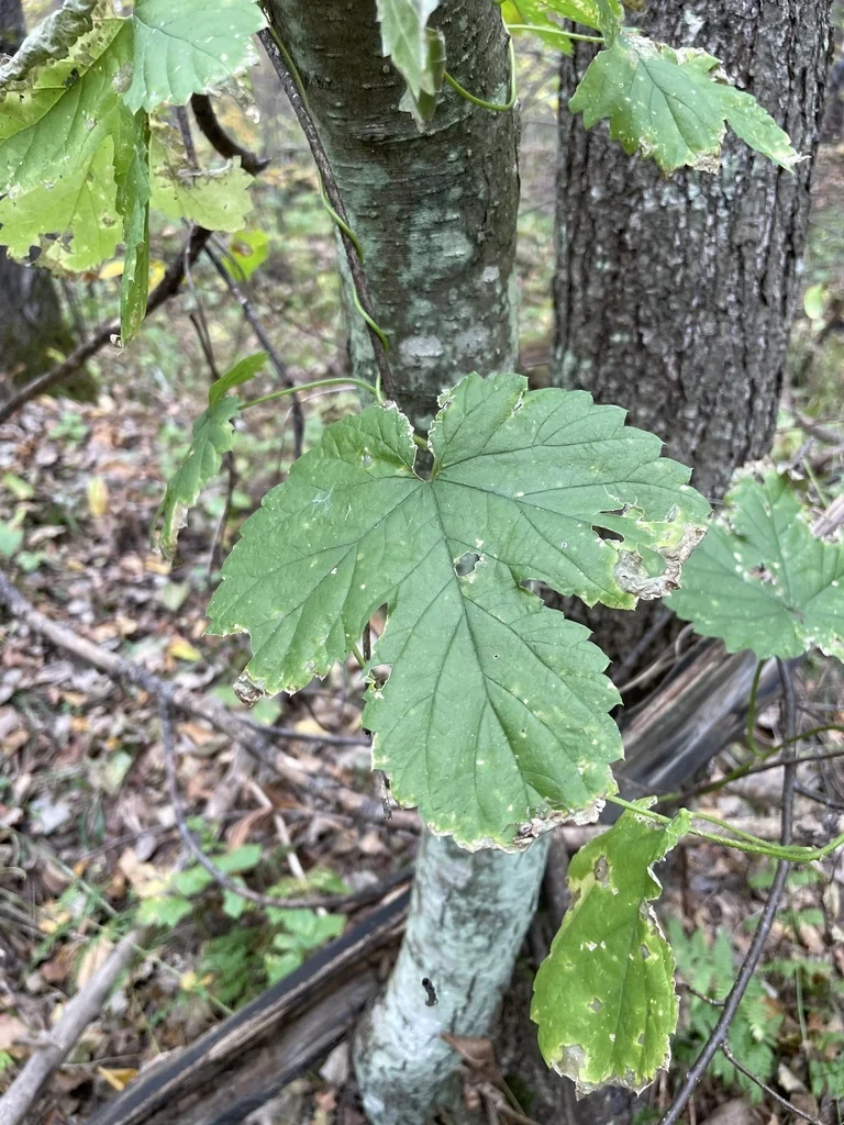 Humulus Lupulus
