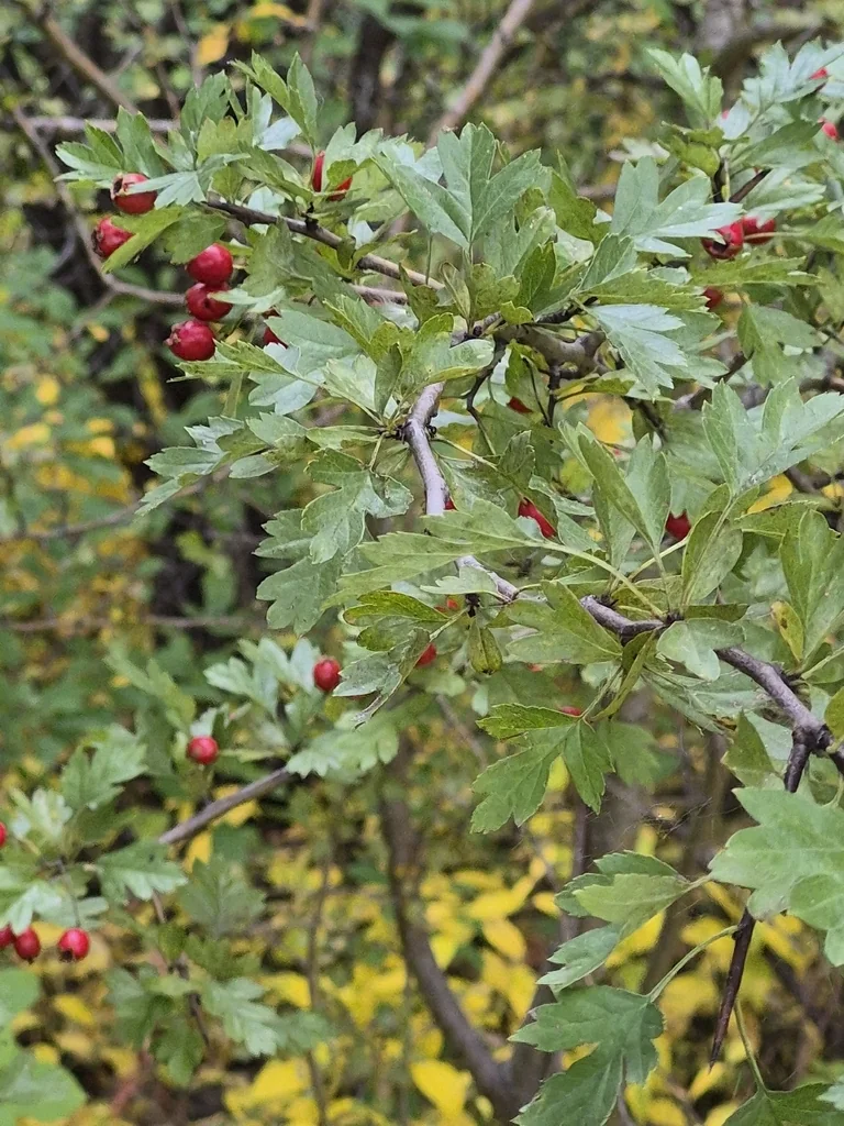 Crataegus Monogyna