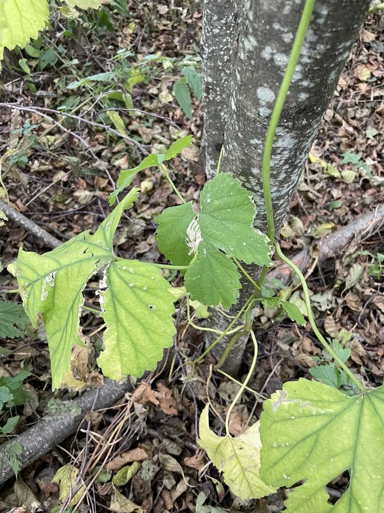 Humulus Lupulus