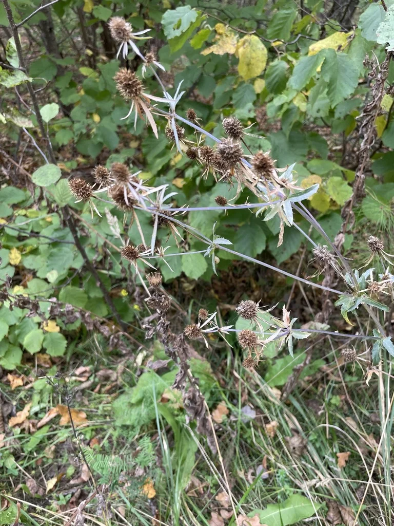 Eryngium Planum