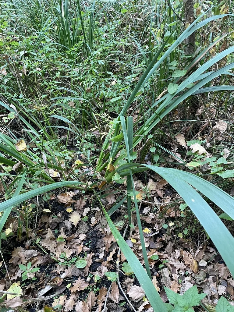 Iris Pseudacorus